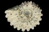 Bumpy Ammonite (Douvilleiceras) Fossil - Madagascar #115600-1